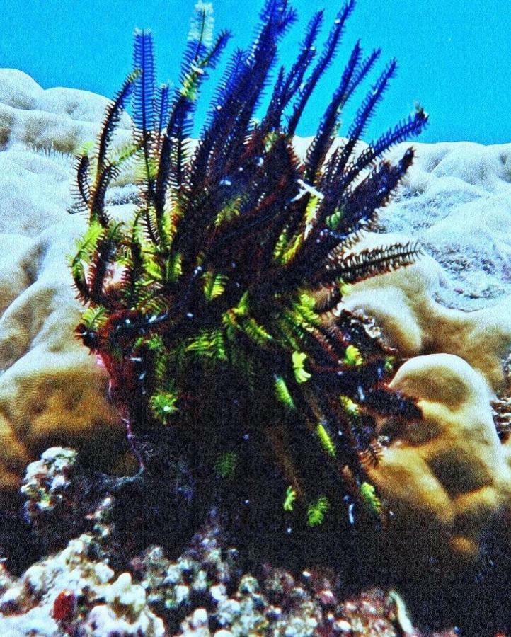 Deepsky Villa Karimunjawa Luaran gambar